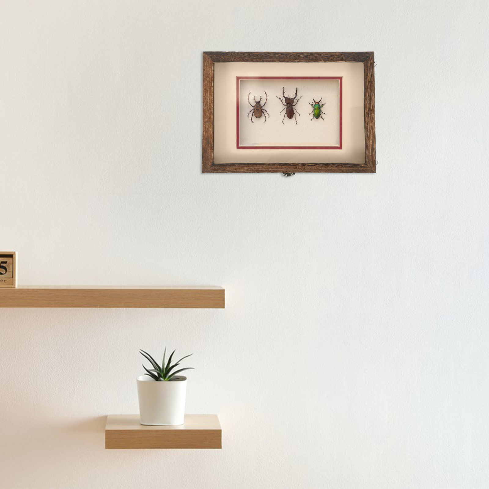 レトロな木製昆虫展示ケース（透明アクリルパネル付き）1セット - Frame Display Wood のレビューと価格