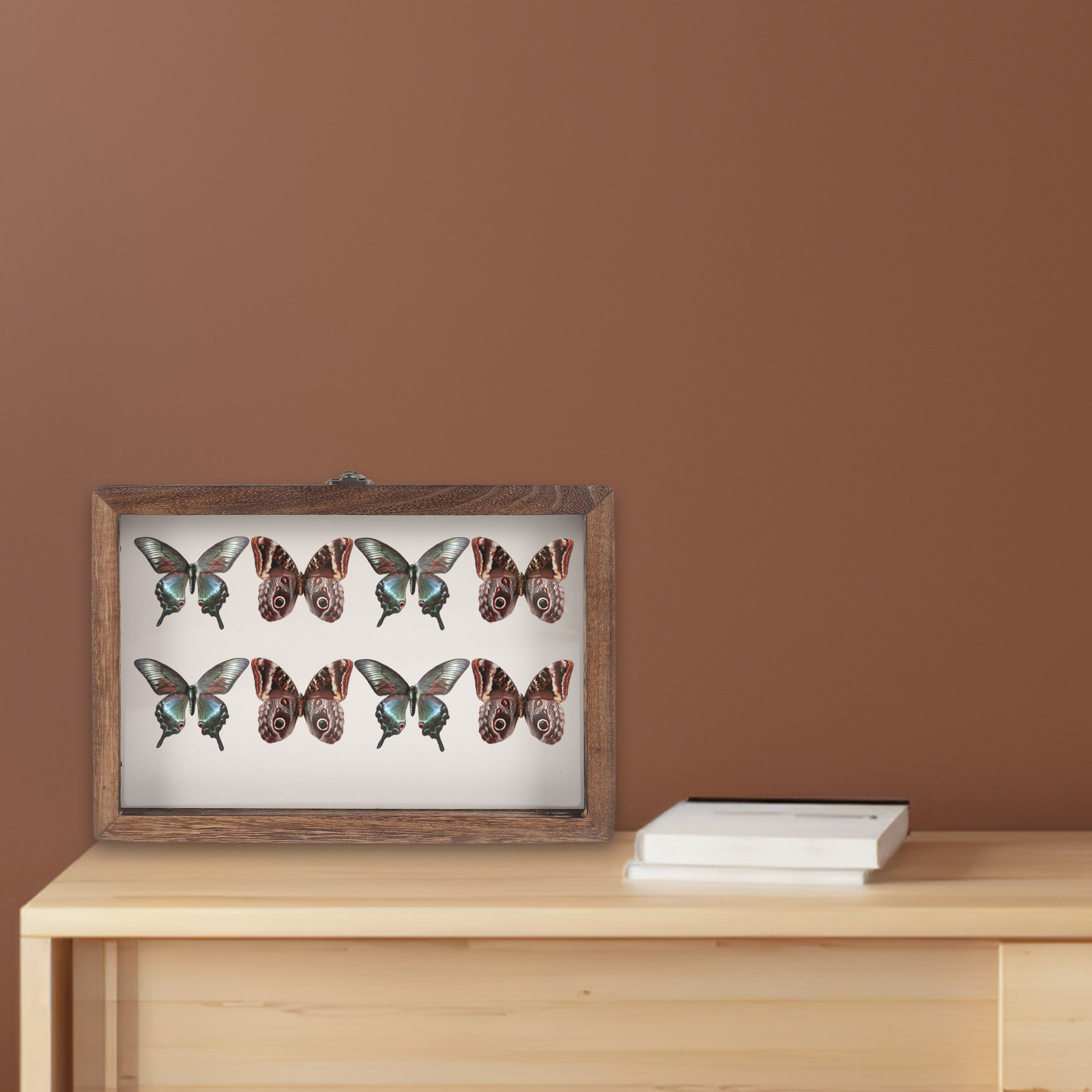 レトロな木製昆虫展示ケース（透明アクリルパネル付き）1セット - Frame Display Wood のレビューと価格