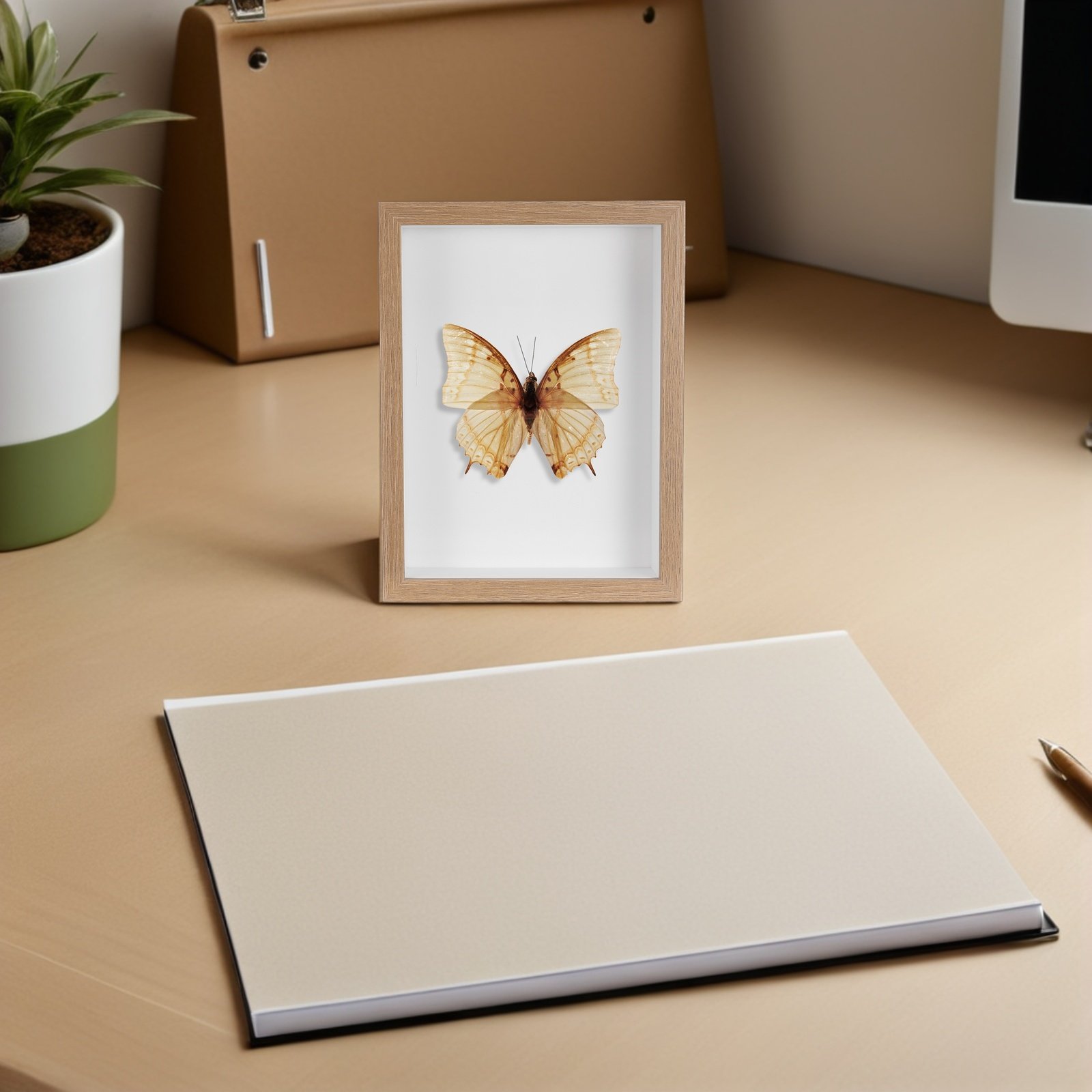 木製フレームの虫類展示ケース、白い裏地付き、昆虫標本保管キャ - Frame Display Wood のレビューと価格