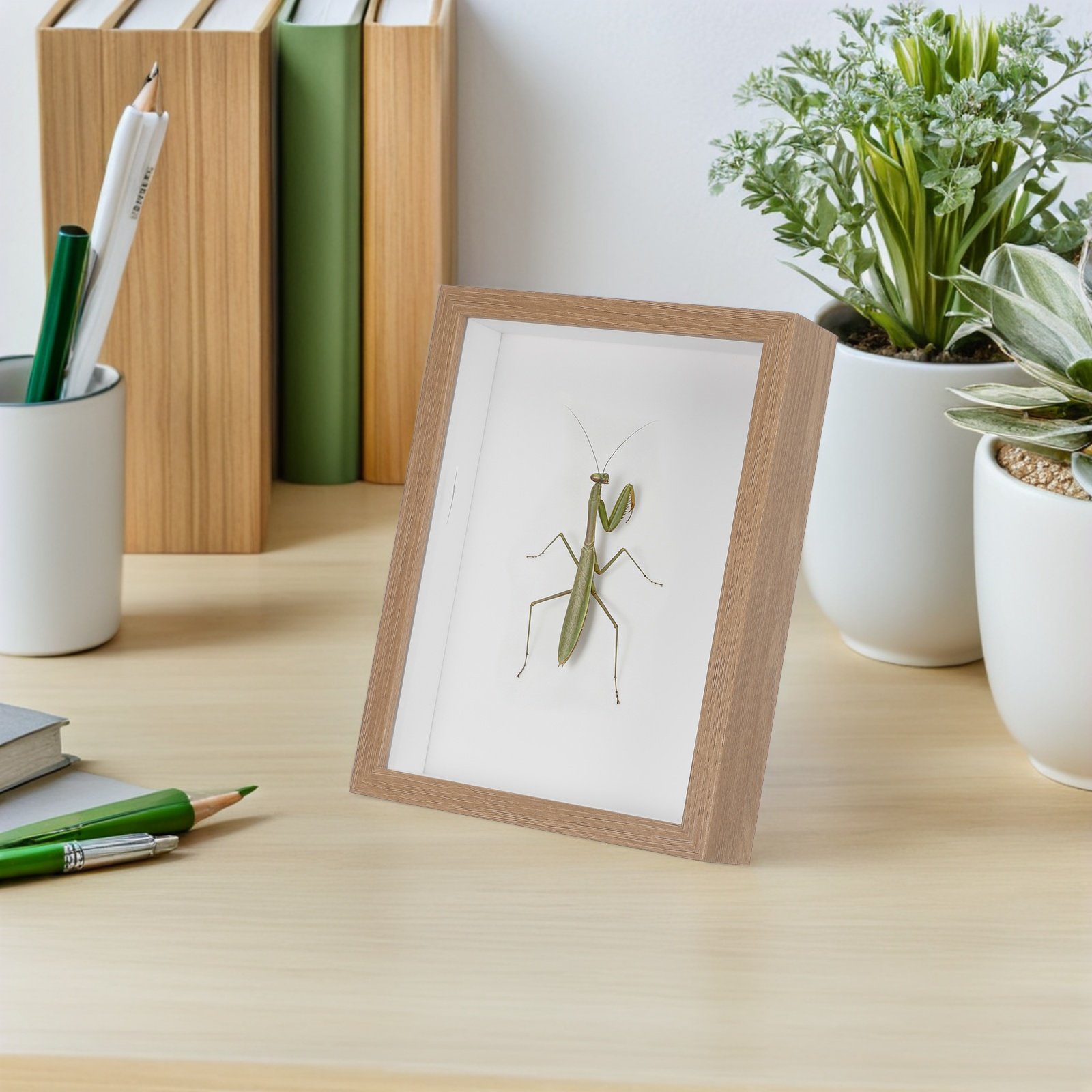 木製フレームの虫類展示ケース、白い裏地付き、昆虫標本保管キャ - Frame Display Wood のレビューと価格